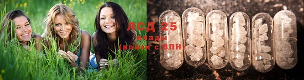 прущие грибы Арсеньев